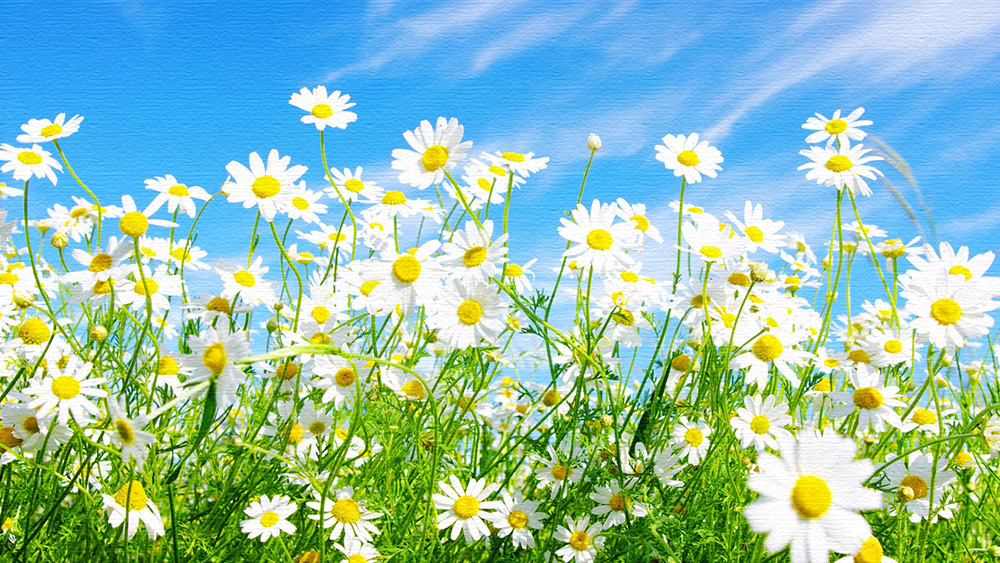 Treating Breast Cancer Holistically