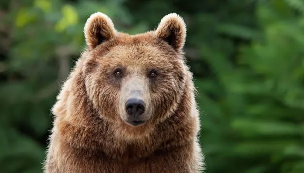 What To Do If You Encounter An Apex Predator, Especially A Grizzly Bear, In The Wild
